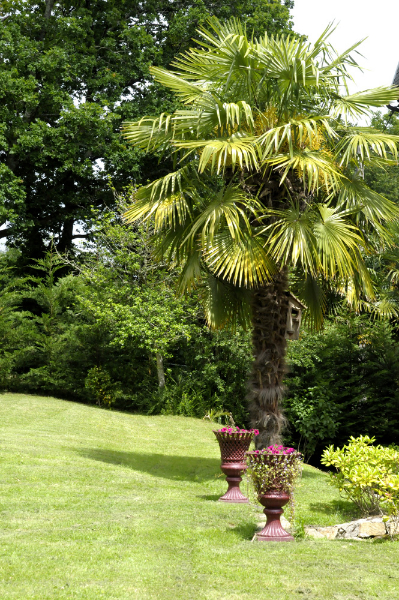 Palmier et vasques pour jardin d'hôte en Finistère